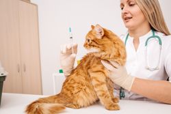 pet wellness exams