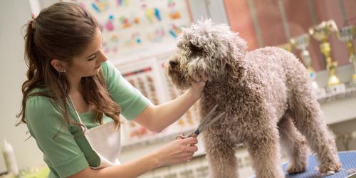 How Often Should You Take Your Dog to the Groomer?