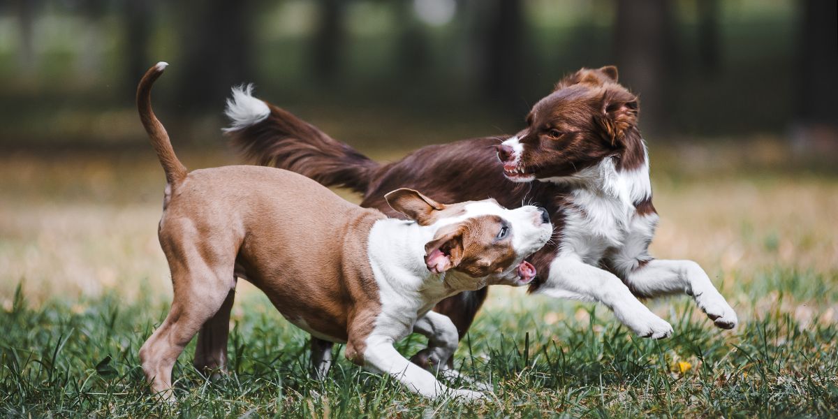 how do dogs raise their hackles