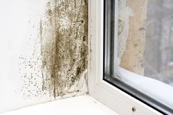 mold and mildew martinsburg wv