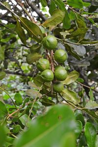 Macadamia nut plantation