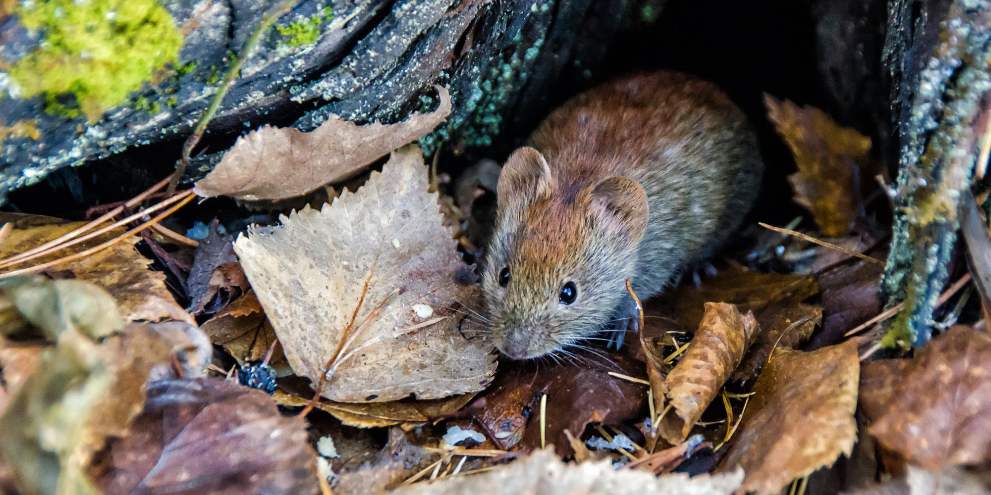 3 Signs You Have Voles In Your Yard Pep Co Inc