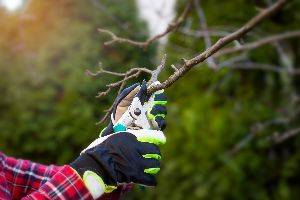 tree pruning