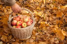 Apple Orchard