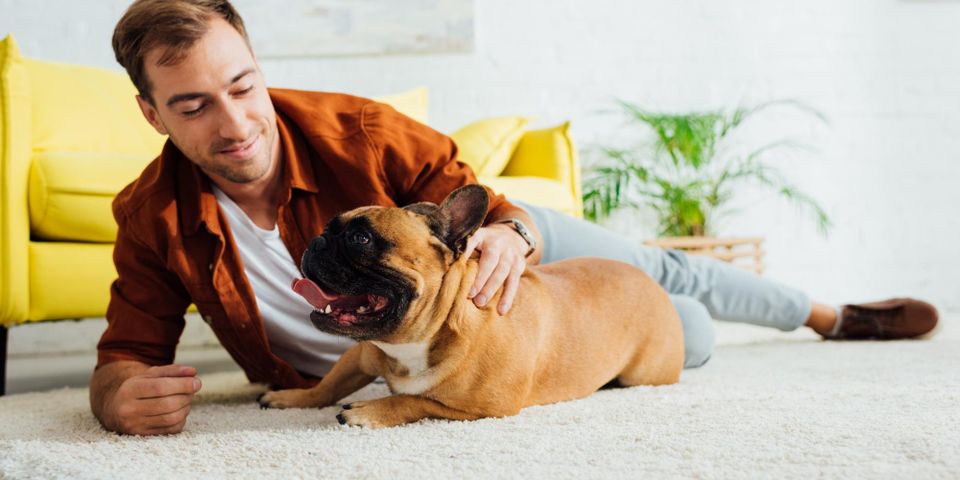 3 Tips For Keeping Your House Clean When You Have Dogs - Maid Brigade 