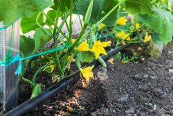 drip irrigation