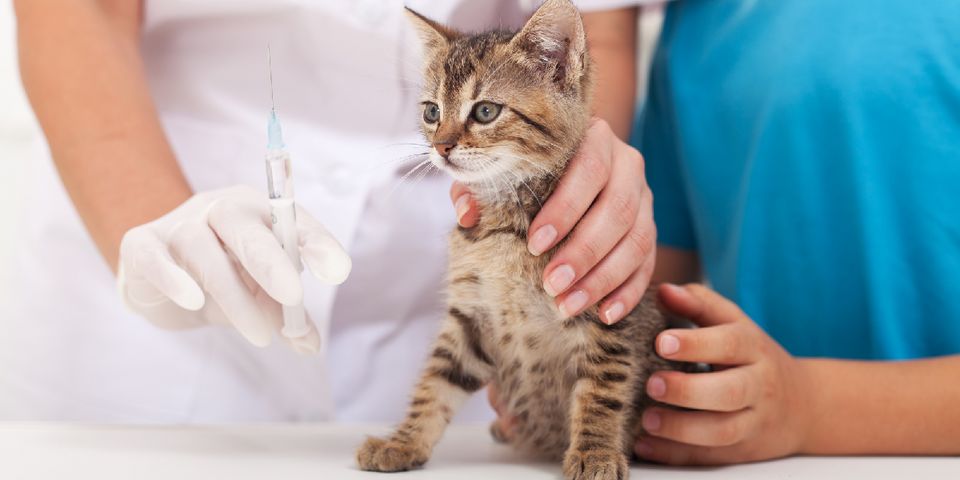 a-guide-to-kitten-vaccines-tlc-pet-care-centers