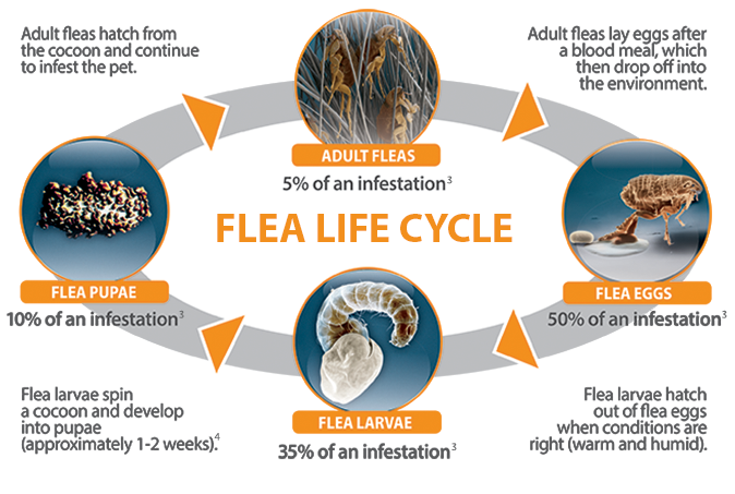 Image result for flea life cycle