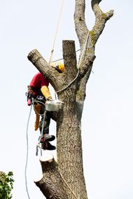 St. Charles, MO tree removal