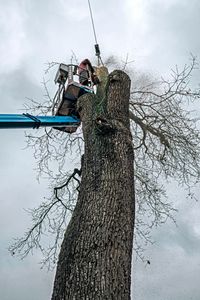 tree service