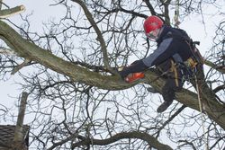 tree services