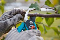 Pruning-Trees-St.-Charles-MO