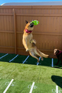 dog catching frisbee