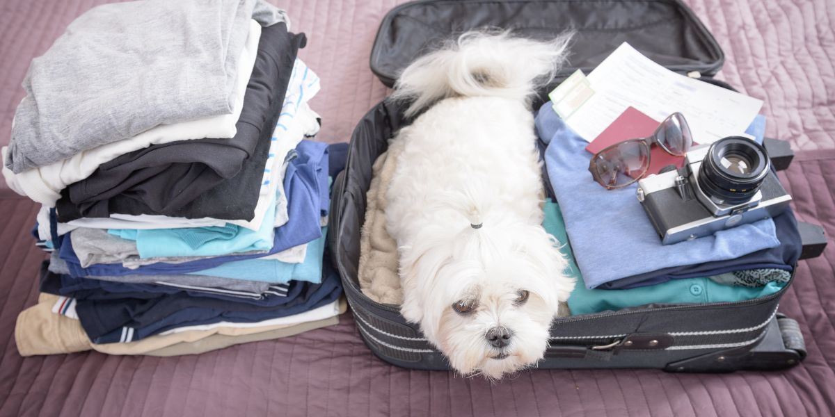 dog hotel with camera