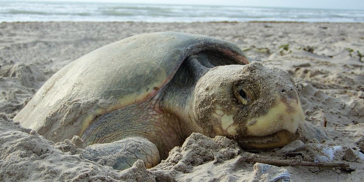 A Guide to Visiting the Gulf Shores During Sea Turtle Nesting Season ...