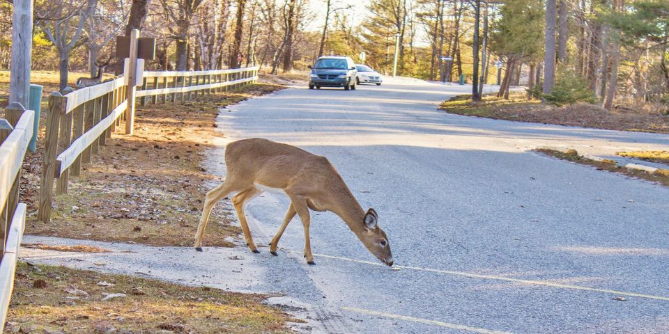 deer drive tips