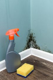 mold inspection