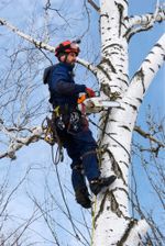 Tree service Macon GA