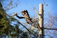 Macon-GA-emergency-tree-removal