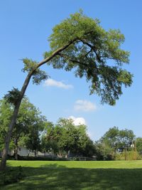 Macon-GA-emergency-tree-removal