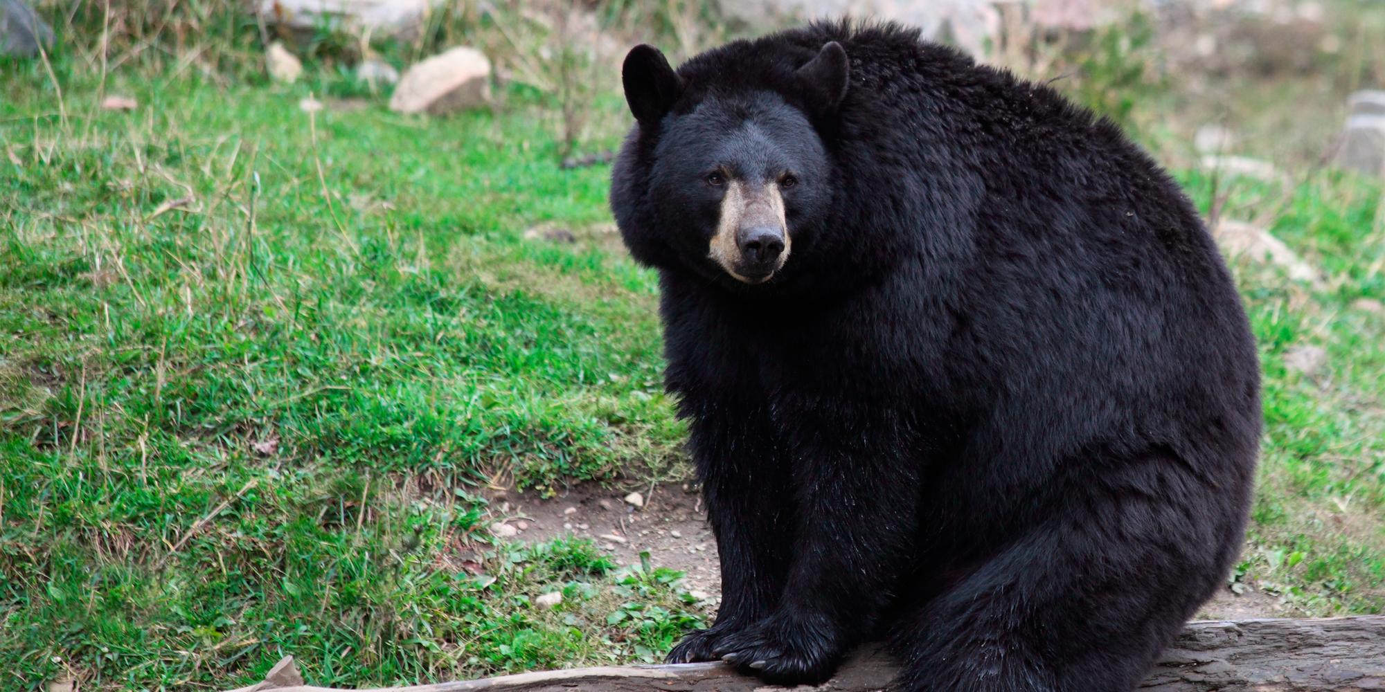 A Guide to Black Bears In West Virginia Jerico Bed & Breakfast And