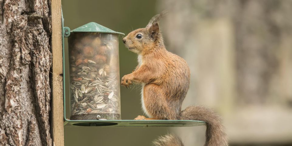 Why Should You Get A Squirrel Feeder Wild Bird Habitat Store