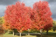 fall trees with bright red leaves