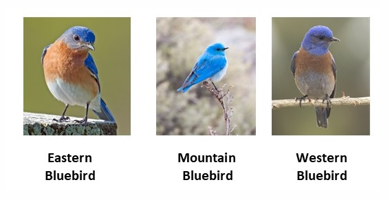 three types of bluebirds. on the left, an eastern bluebird. in the center a bright mountain bluebird. on the right, a western bluebir.