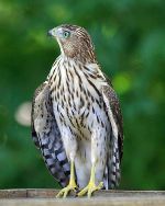 a sharp skinned hawk looking to the side
