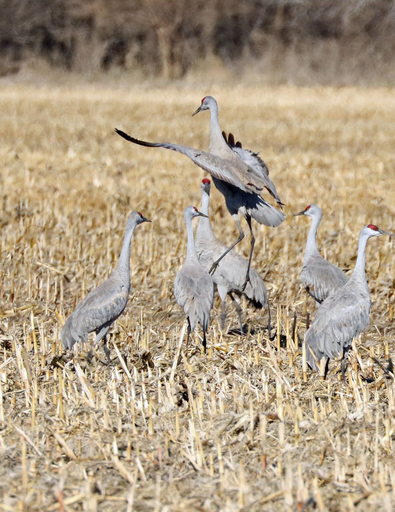 a sandhills crane landing in a group of five other cranes