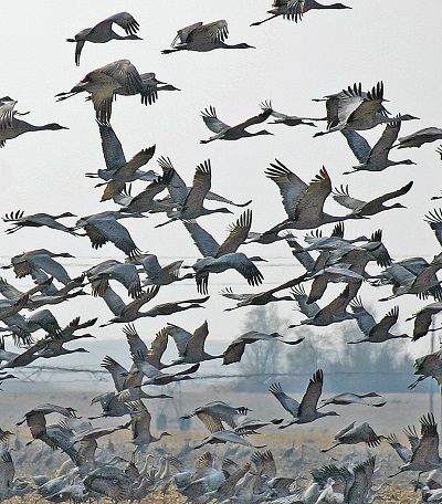 sandhills cranes flying on their migration
