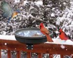 heated bird bath on the railing of a snowy porch with two cardinals and a robin enjoying it 