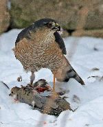 a cooper's hawk standing over a bird it has killed
