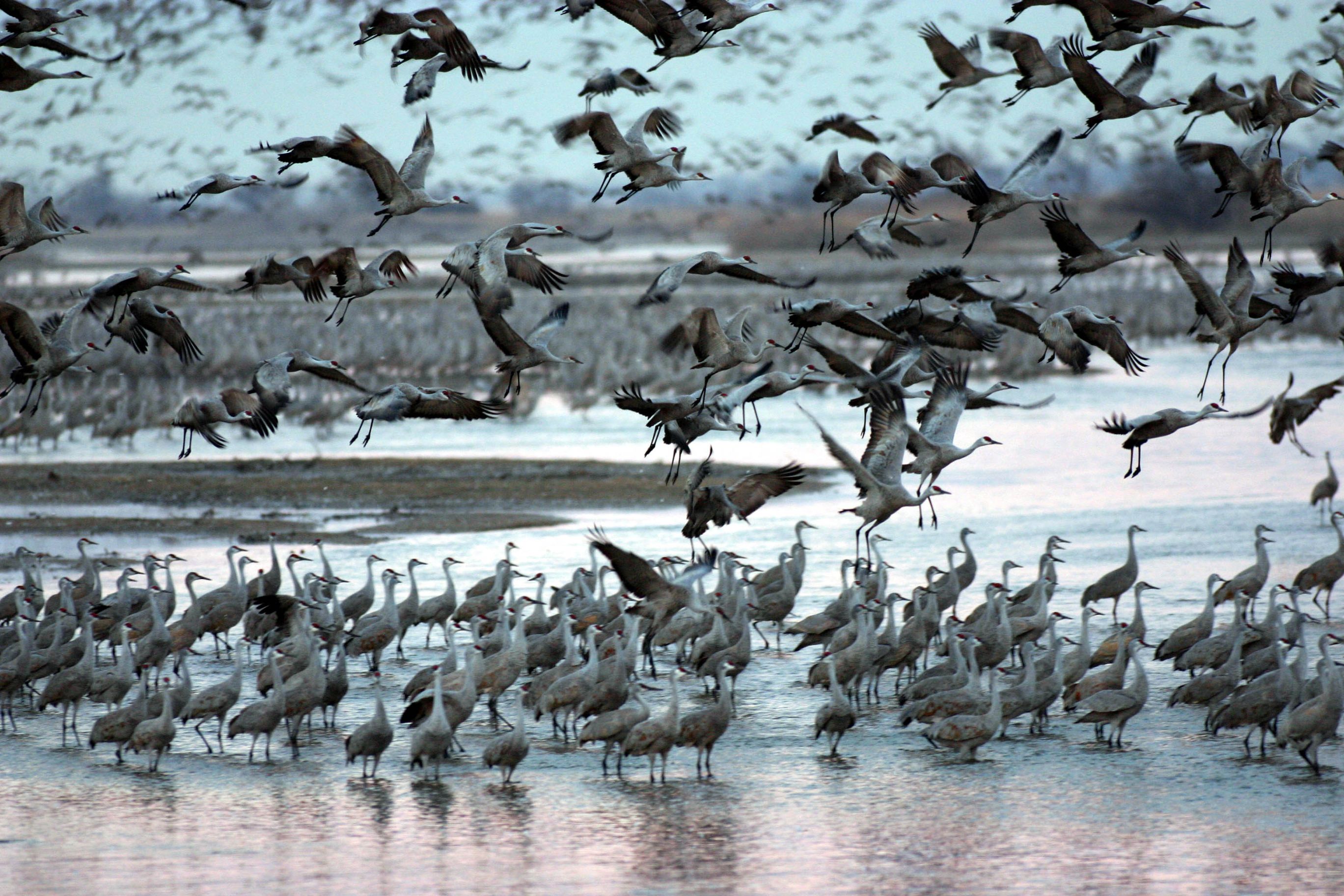 sandhills cranes stand in a river while around them other cranes take off to begin the next leg of their migration flight