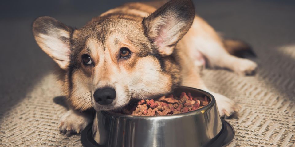 5 Reasons Your Dog May Not Be Eating & What to Do About It - Animal