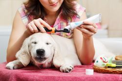 New Albany Pet Dental Care