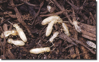 termite control