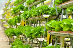 vertical farming