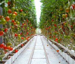 vertical farming