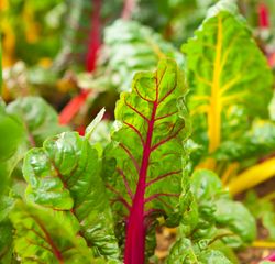 vertical farming