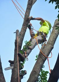St. Louis, MO tree removal