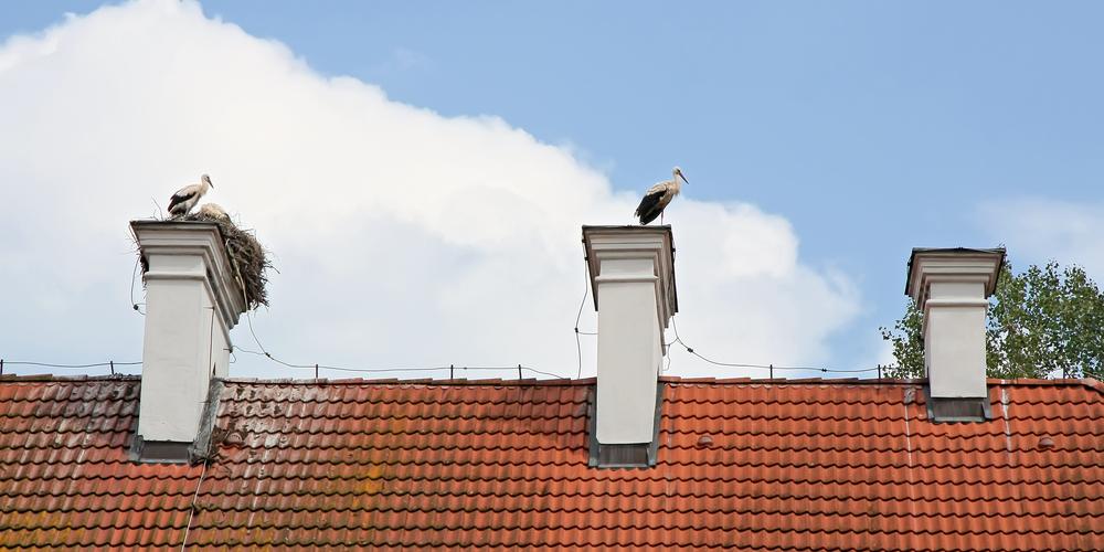Birds In Your Chimney 3 Tips On How To Keep Them Away The Chimney Sweep