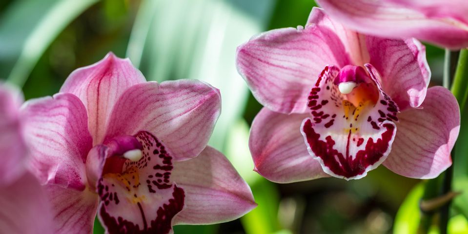 A Guide to After-Bloom Care for Orchids - Akatsuka Orchid Gardens