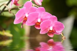 orchids-hawaii