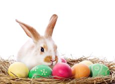 easter pet care