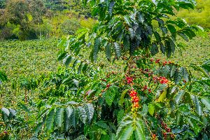 Hawaiian coffee