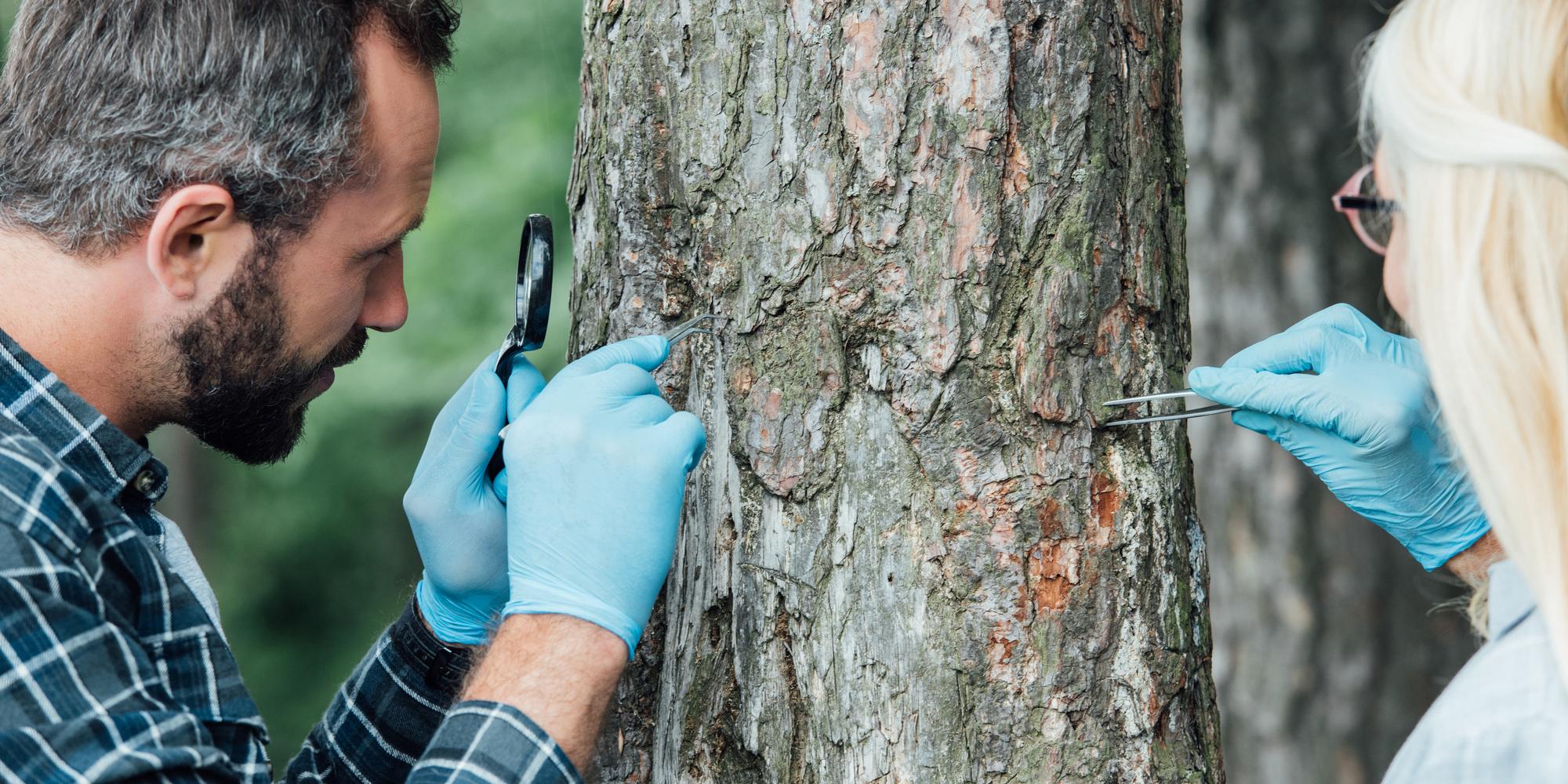 5 Signs Your Tree Is Sick Grays Tree Experts