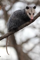 Cincinnati, OH opossum removal