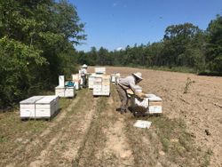 honey register family farm