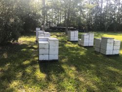 bee farm Walton FL